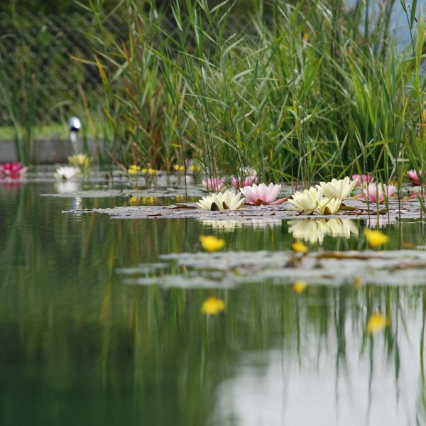 zwemvijver aanleggen